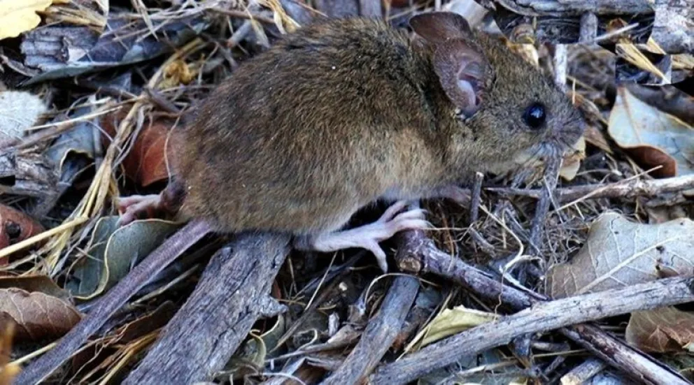 Lomas de Zamora: confirman un caso de hantavirus