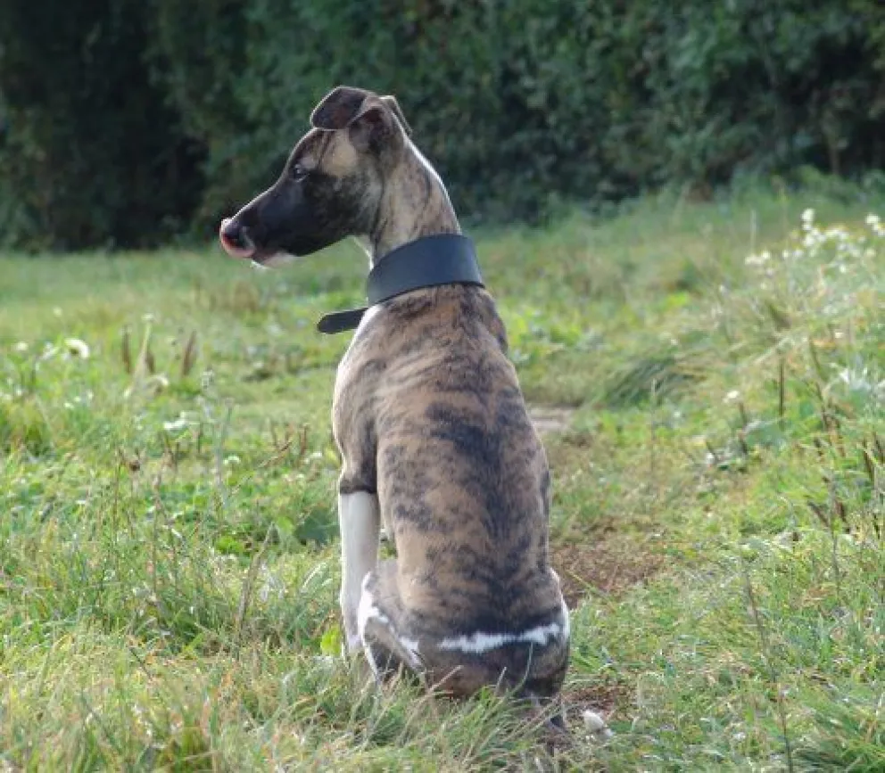 Te contamos la historia de Ulises, el perrito abandonado. Así se recupera