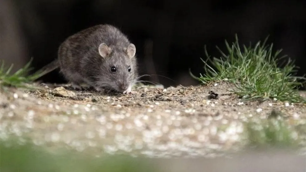 Horror en Epuyén: fueron a una fiesta y terminaron con hantavirus