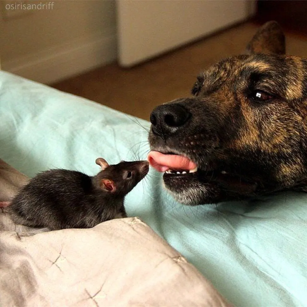 ¿Es cierto que las mascotas podrían tener hantavirus?