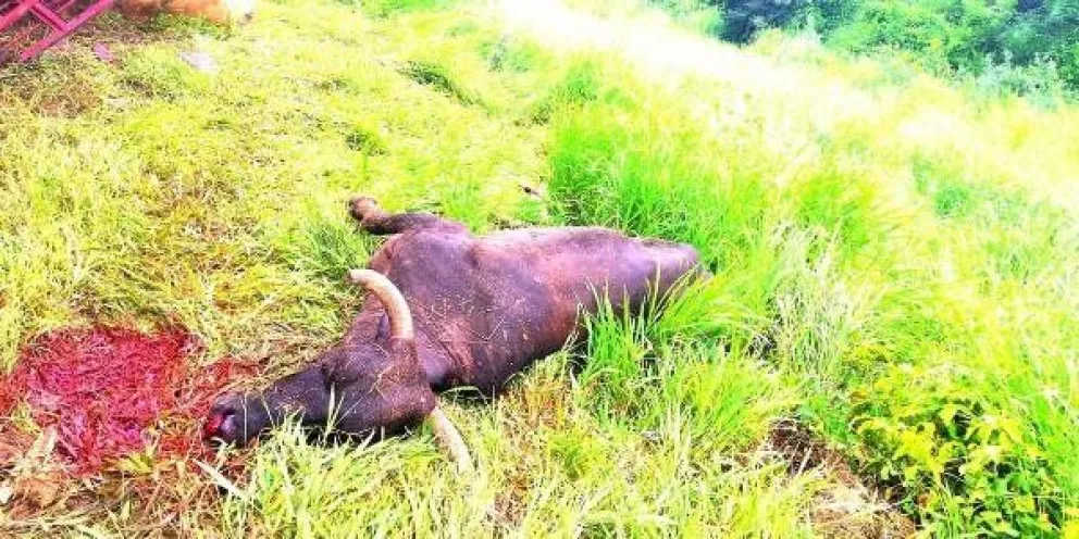 Tremendo: volcó camión con animales dentro