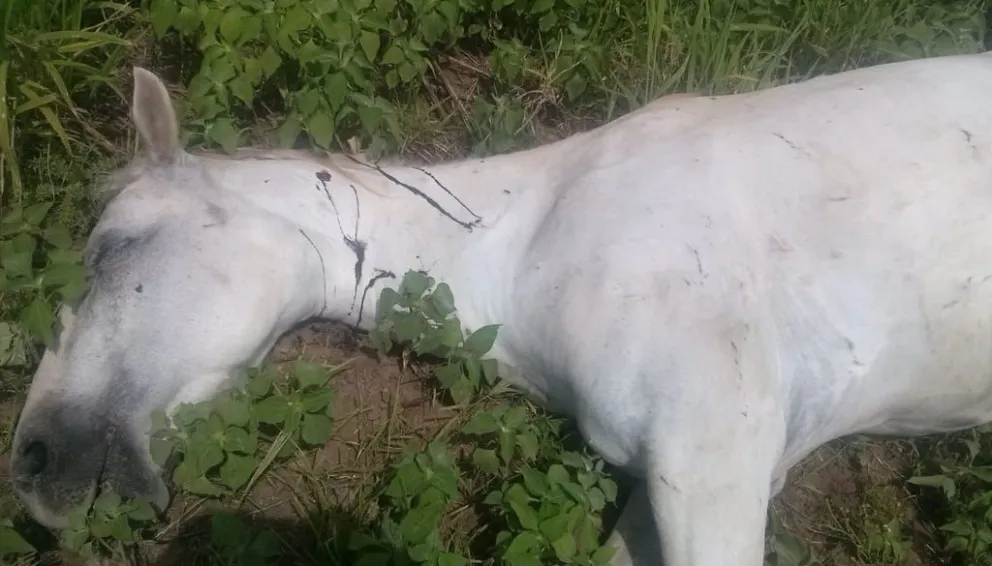 Productor de Metán baleó a tres caballos por pisar su propiedad