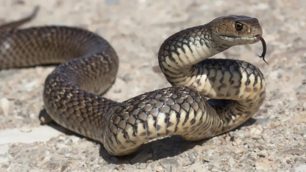 Alarmante: invasión de víboras venenosas