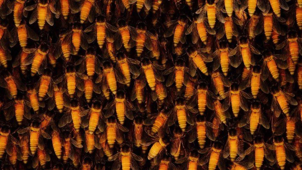 VIDEO: Los psicodélicos movimientos de un nido de abejas gigantes