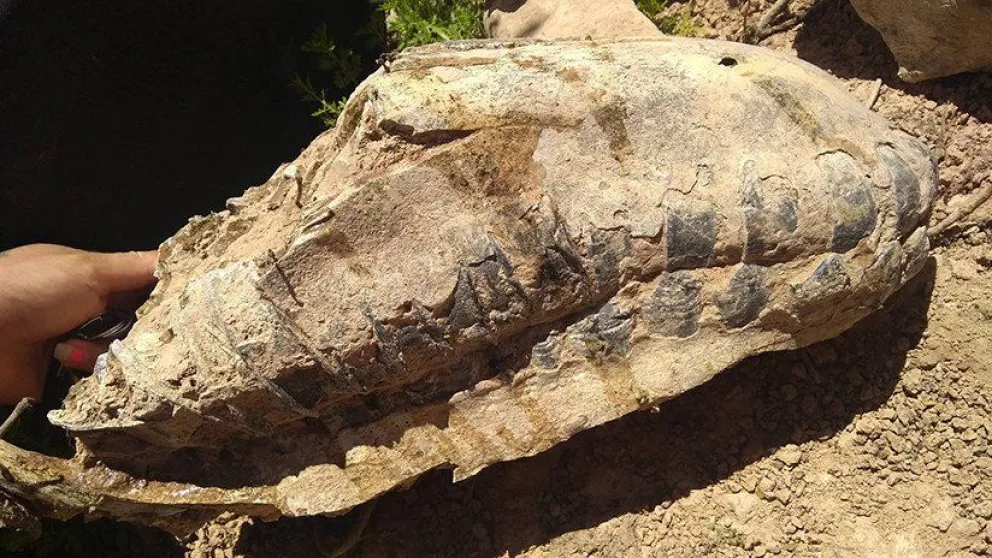 Argentina: Encuentran el esqueleto de un mamífero que se extinguió hace 8.000 años