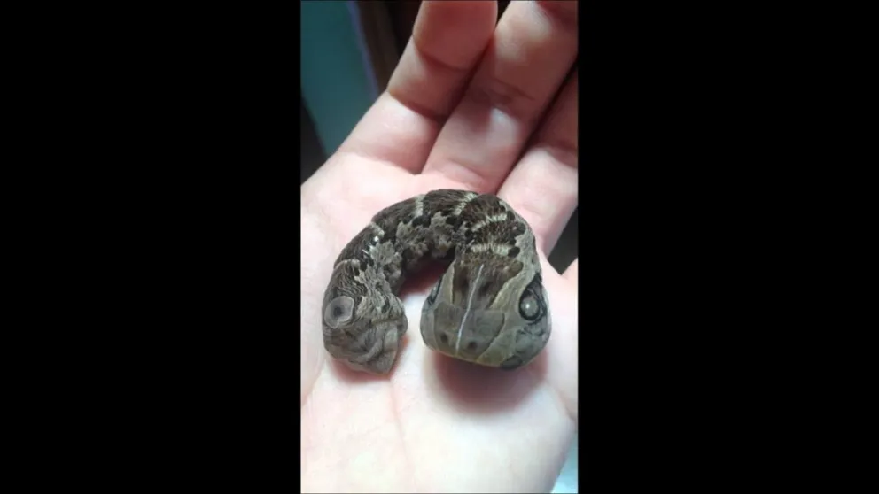 VIDEO: estremecedora "oruga serpiente" encontrada en Salta