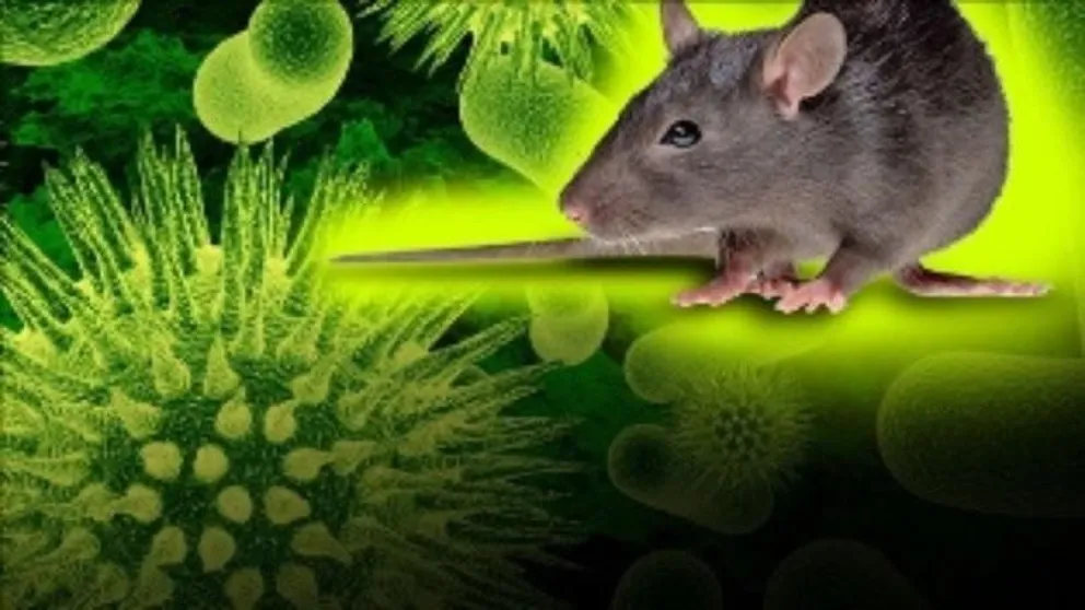 ¿Qué es el hantavirus y cómo prevenirlo?