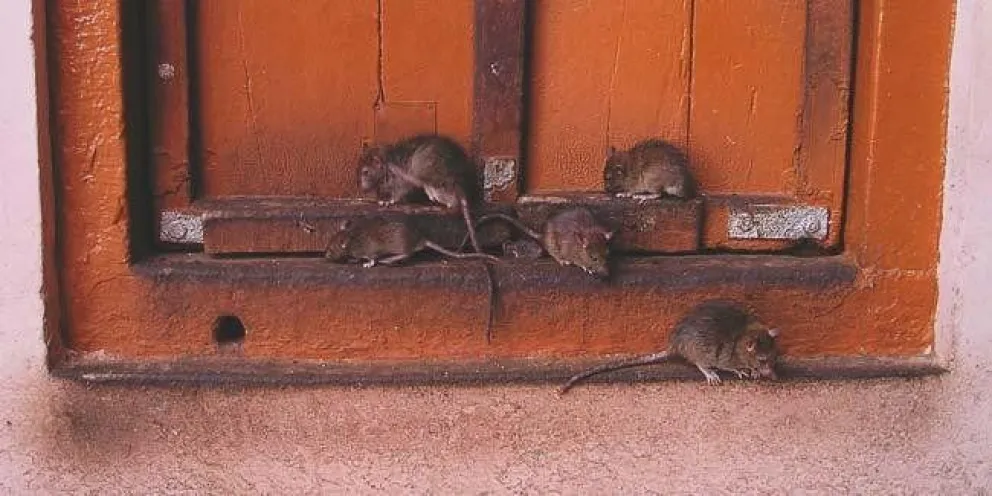 VIDEO. Las ratas se hacen la fiesta en un depósito de alimentos del Quebrachal