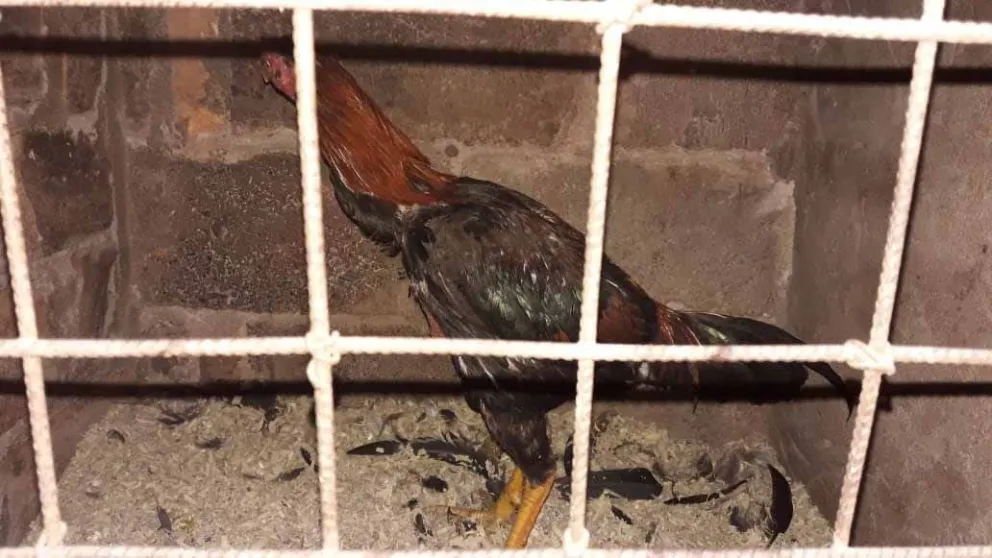 Riña de gallos: se descubrió un domicilio acondicionado para competencias con aves