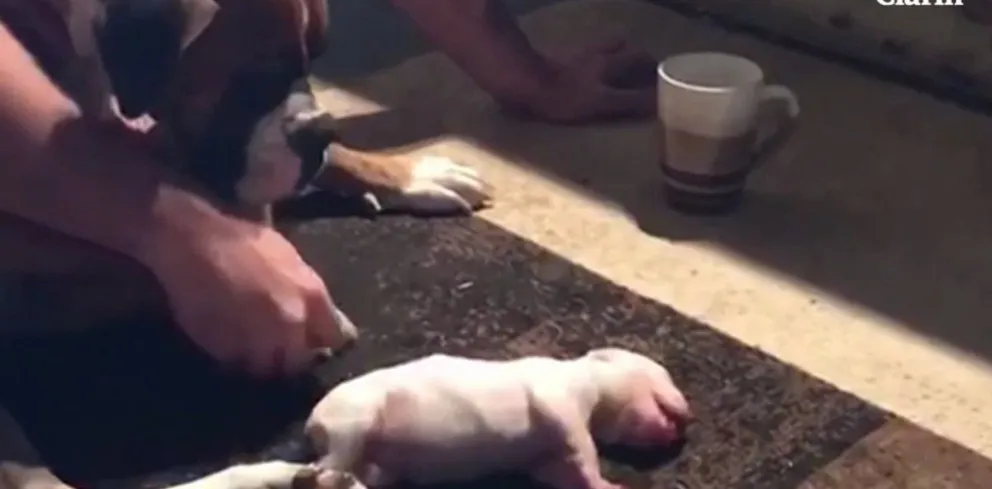 VIDEO: Salva a un pequeño cachorro con una improvisada y valiente maniobra de reanimación
