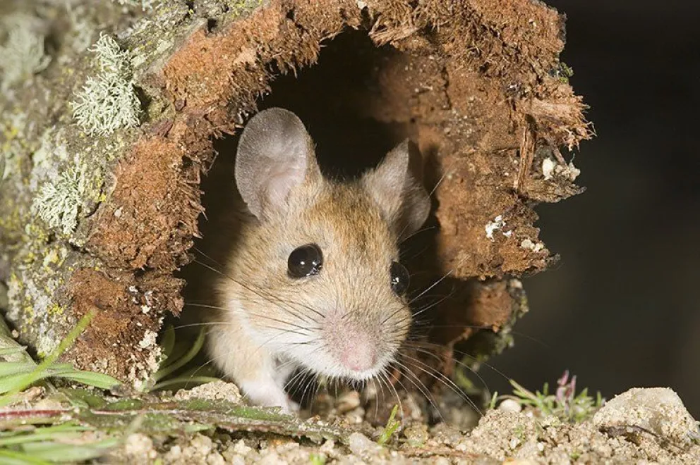 Alerta por hantavirus: Salta está en la lista