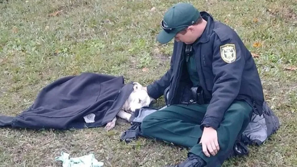 Brutalidad animal: violan y machetean a perros. Gran preocupación