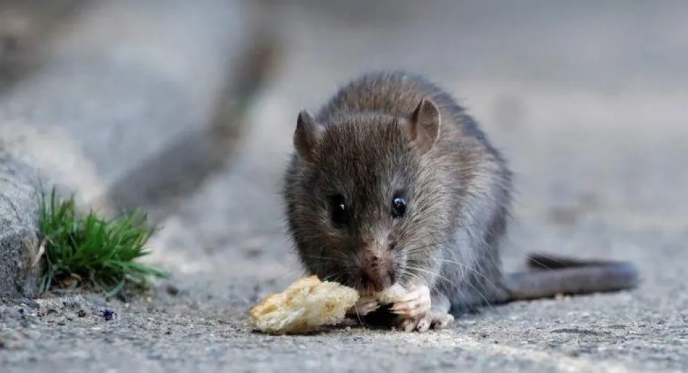 Las cepas del hantavirus. ¿Cuáles son y cómo actúan?