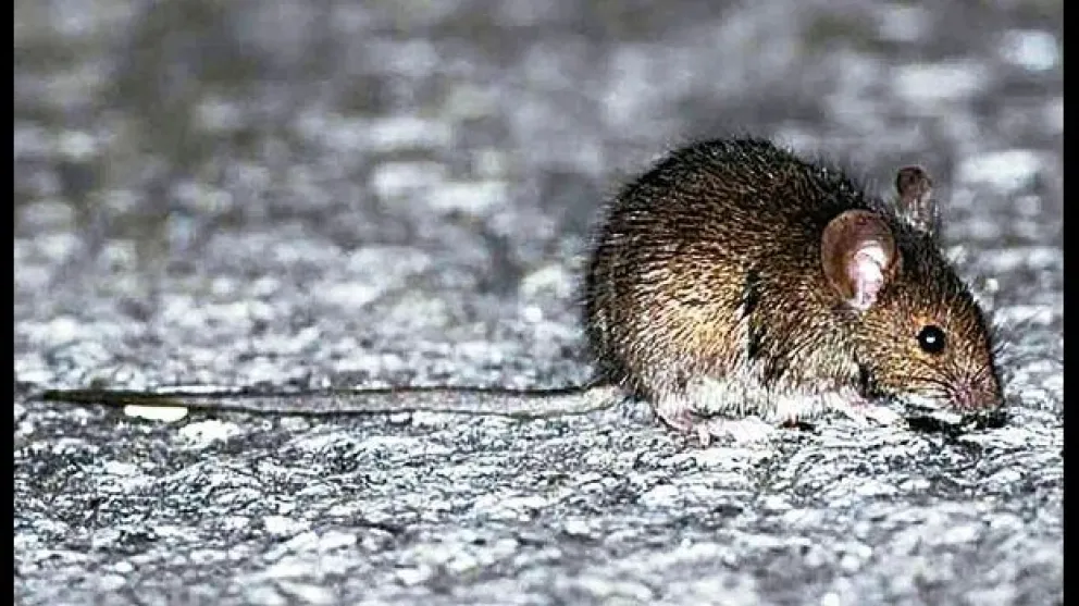 Alerta máxima por el hantavirus