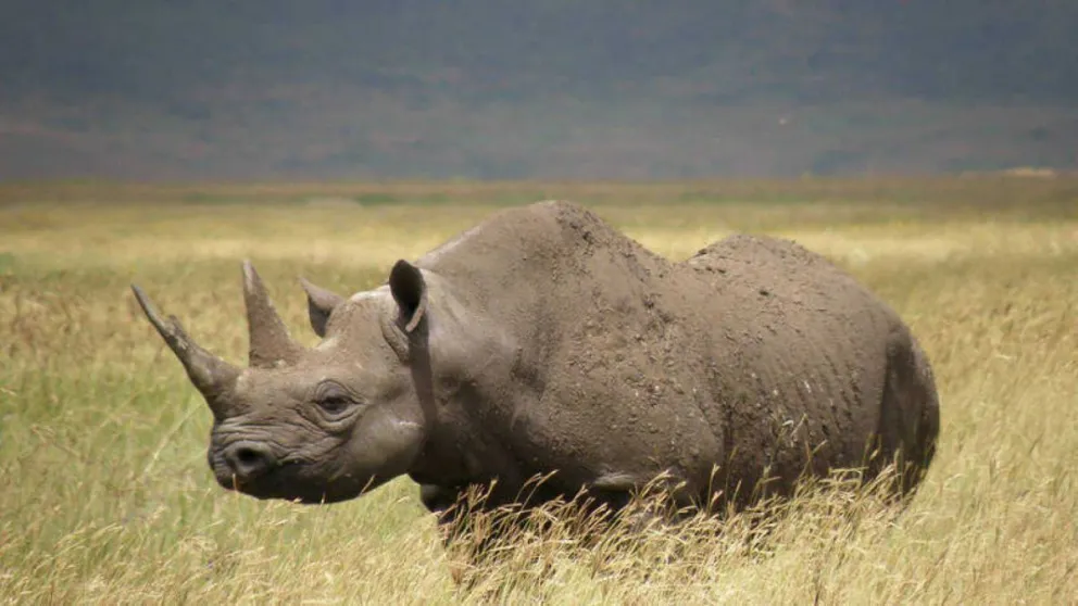 VIDEO: Un rinoceronte negro embiste a un vehículo en un parque natural en Sudáfrica