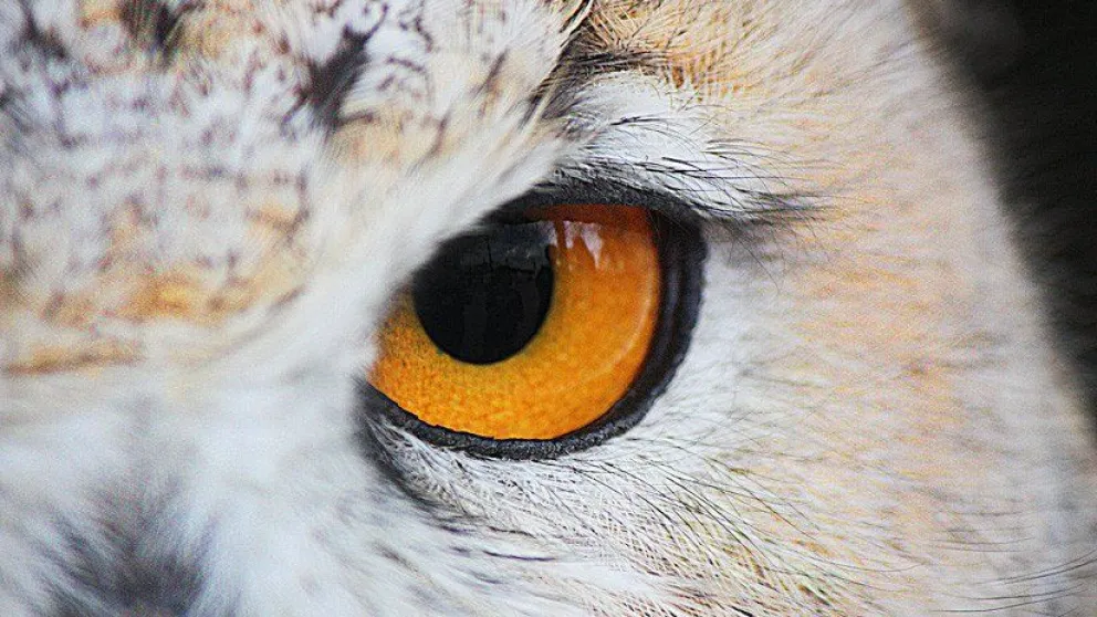 FOTO: Científicos crean una cámara que permite reproducir la visión de las aves