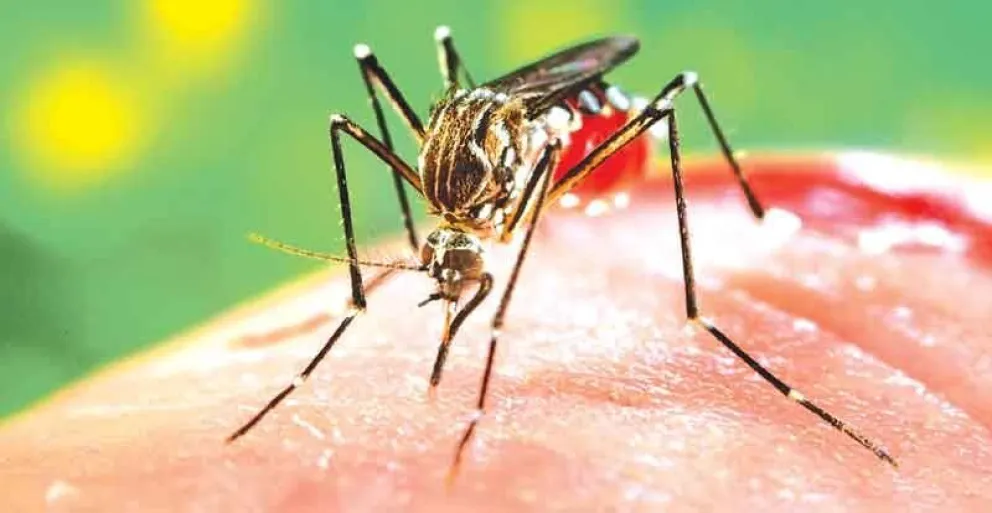 Alerta: se confirmaron nuevos casos de dengue en Orán y Tartagal