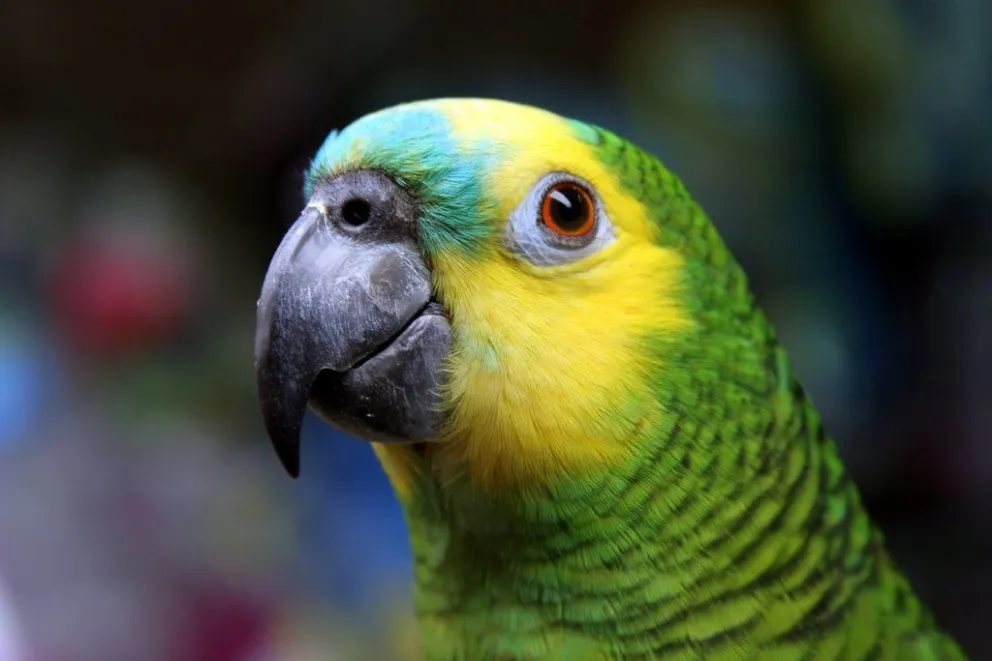 Rescataron a loros habladores en Salta: ¿qué hacían con ellos?