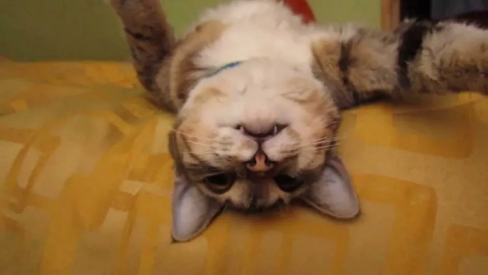 Le dispara al gato y lo revive con mimos y cariño. VIDEO