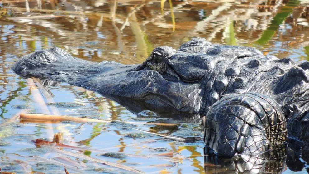 VIDEO: Caimanes sobreviven bajo un pantano congelado gracias a un truco inusual