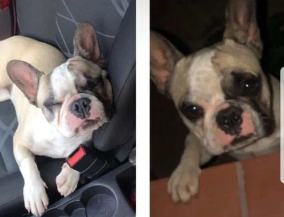 Una familia busca desesperadamente a su perrita Akira