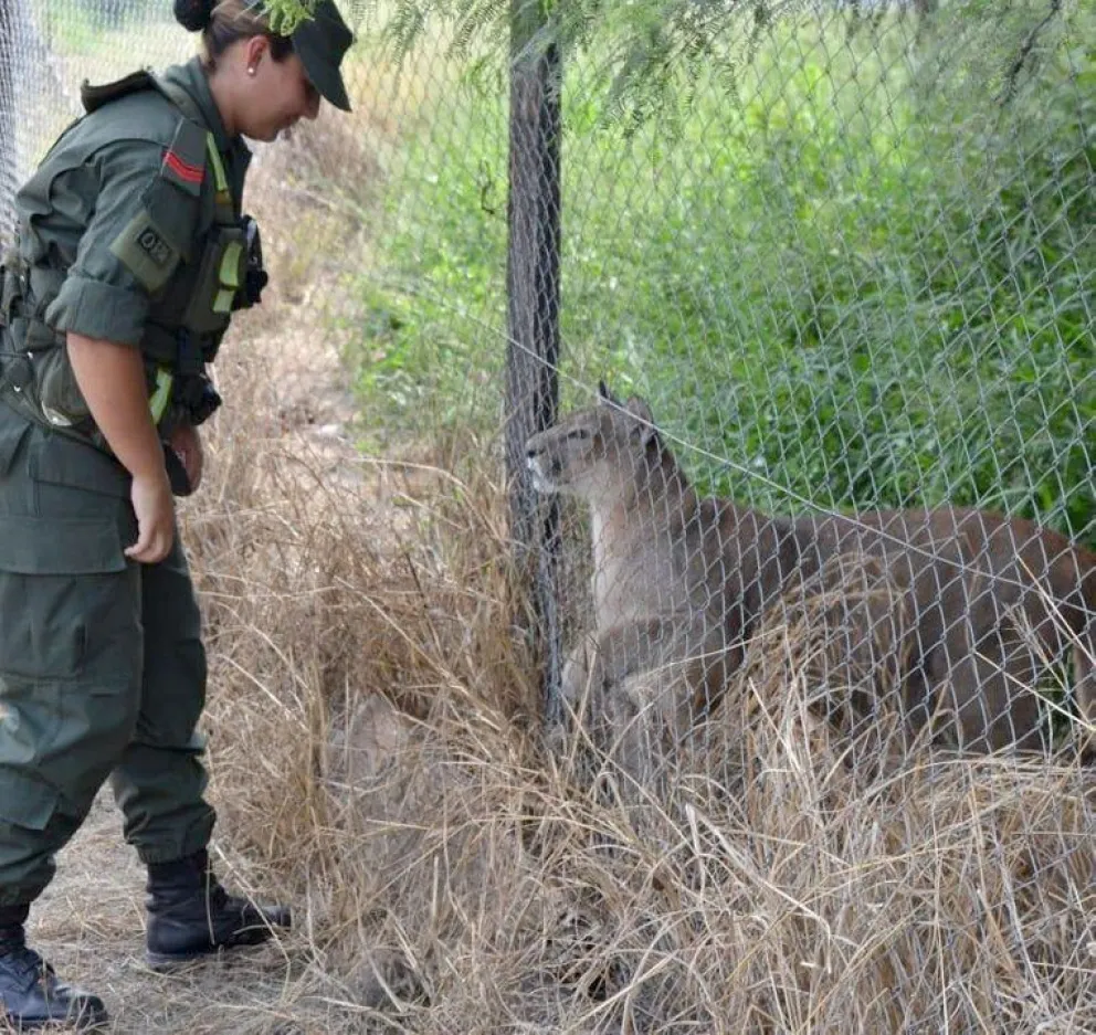 Encontraron 11 pumas presos en cautiverio