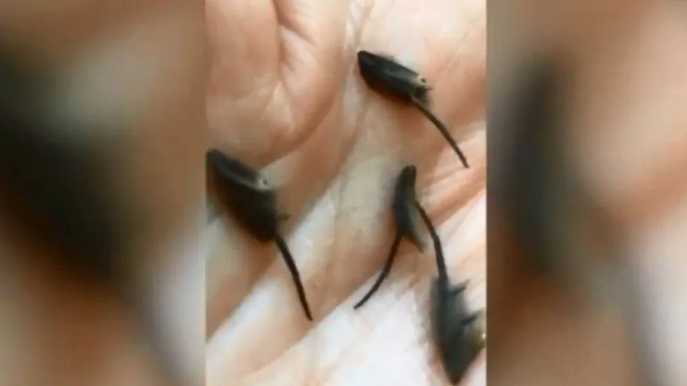 VIDEO: halló unos insectos en su cocina y los científicos no logran identificarlos