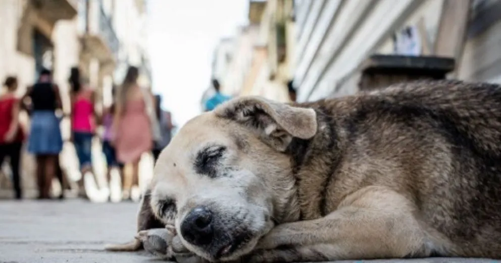 La Muni salteña pronosticó cuántos perros callejeros habrá en cinco años 