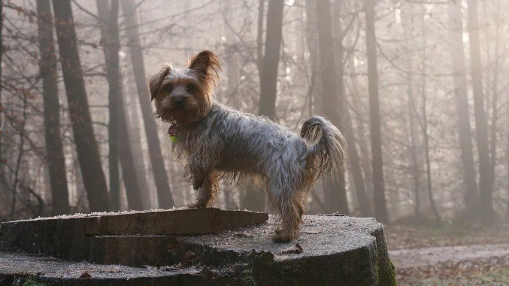 Un perro salva a su dueño de 81 años que cayó en un barranco