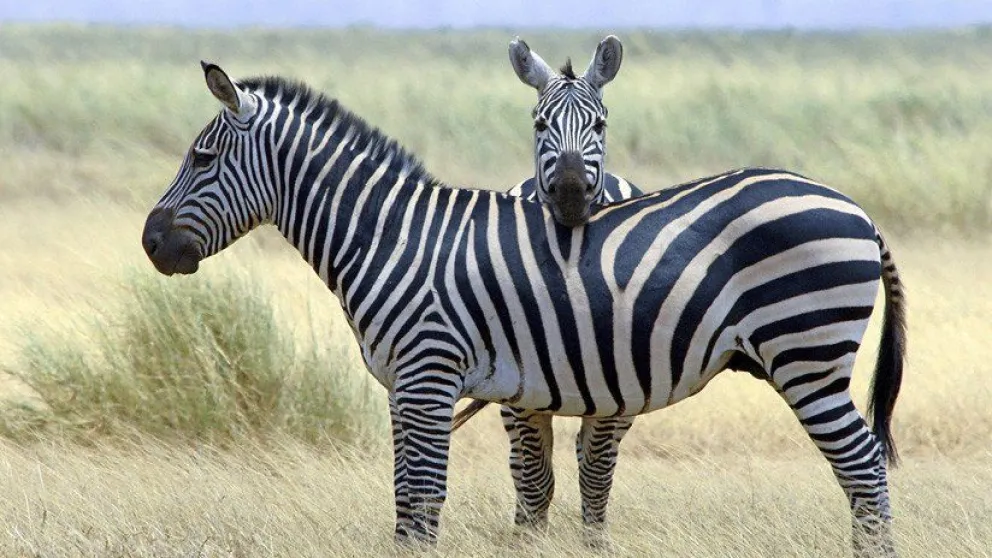 Captan una asombrosa ilusión óptica en una reserva natural de África
