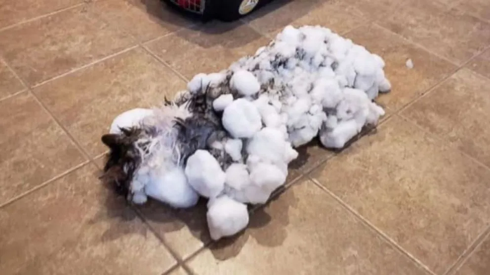 Gato fue hallado congelado bajo montaña de nieve y sobrevivió