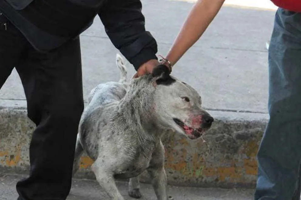 VIDEO. Un hombre maltrató cruelmente a su perrito en plena calle