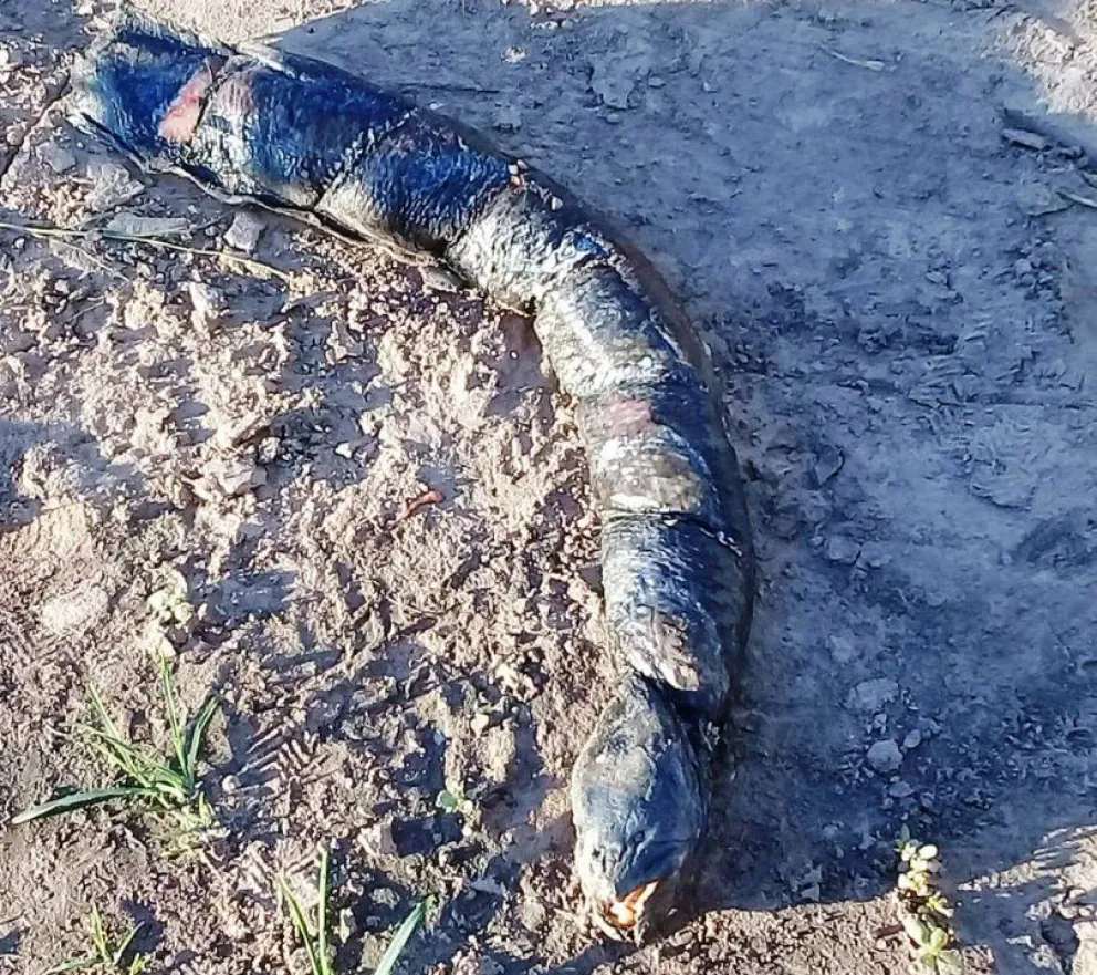 SANTA FE: El curioso pez con "dientes humanos" que hallaron en una plantación de arroz