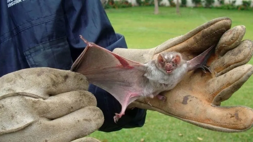 Un murciélago rabioso se escapó de la Municipalidad