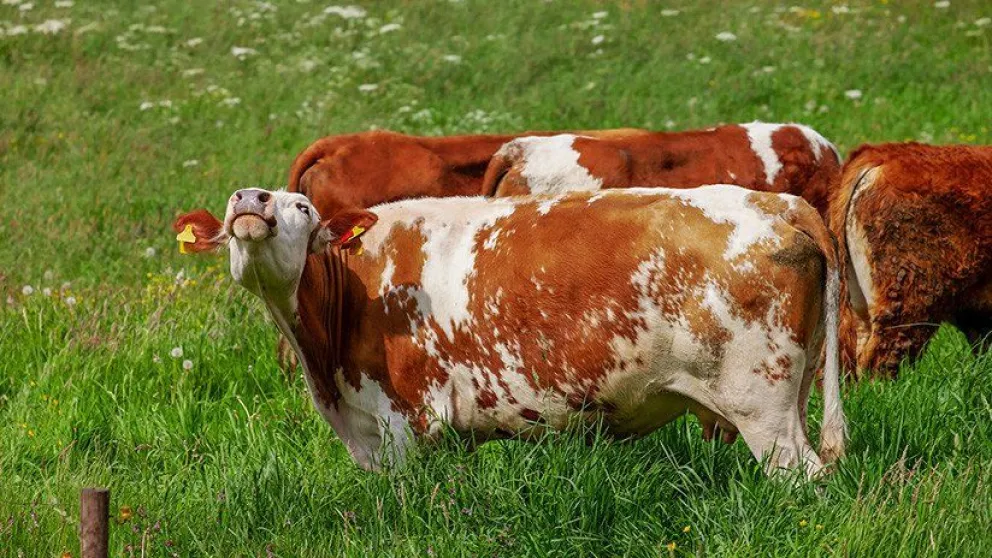 Una vaca muerta sacude una patada a un trabajador del matadero y acaba en el hospital
