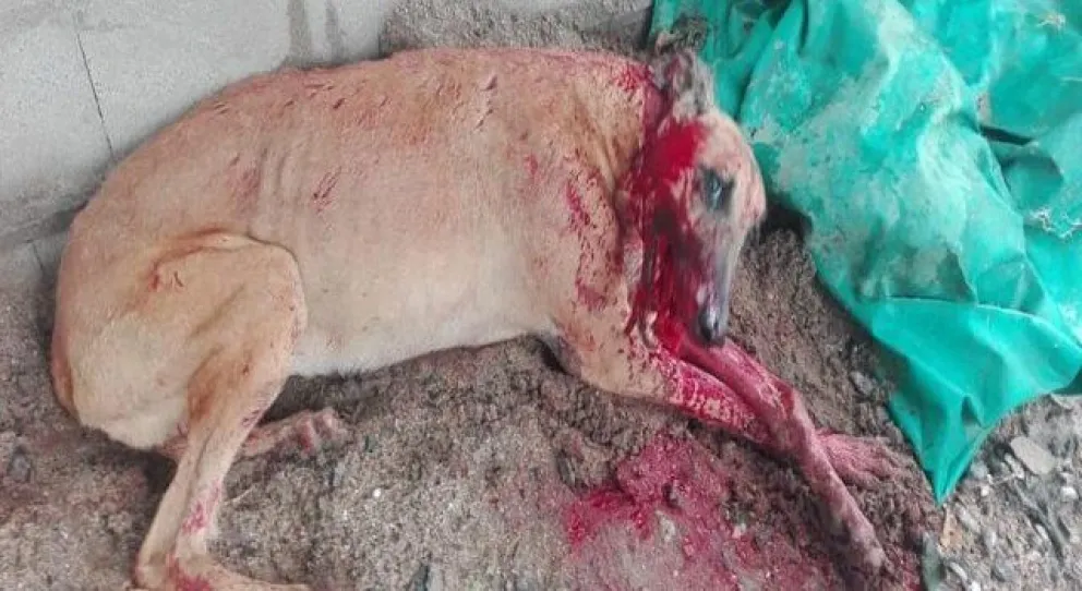 No tiene perdón: asesina a un perro por un trozo de carne