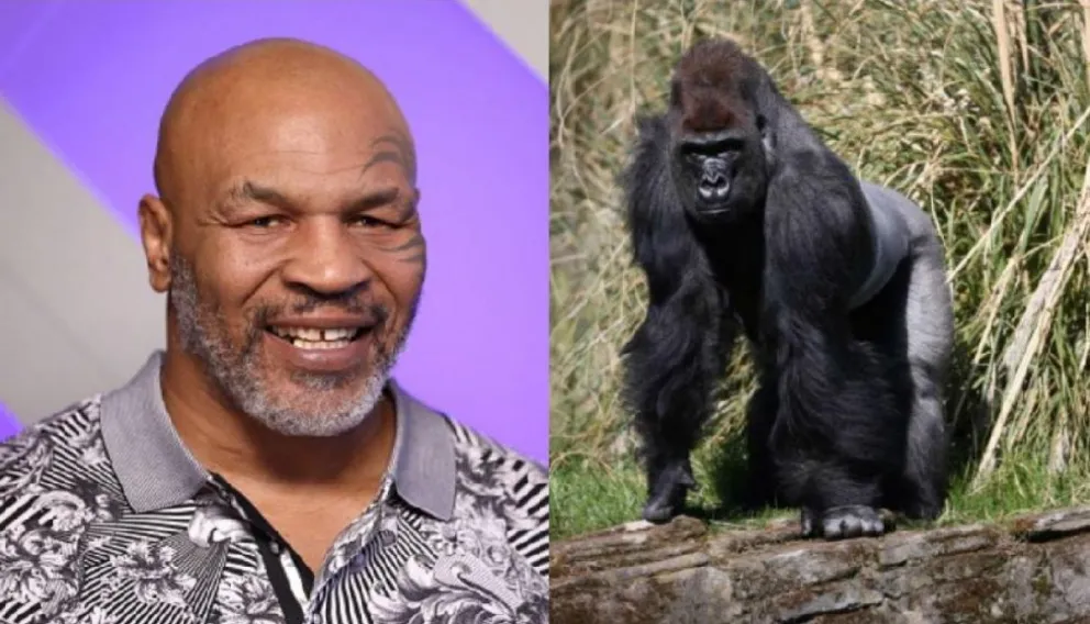 El día que Mike Tyson ofreció 10.000 dólares para pelear con un gorila del zoo de Nueva York