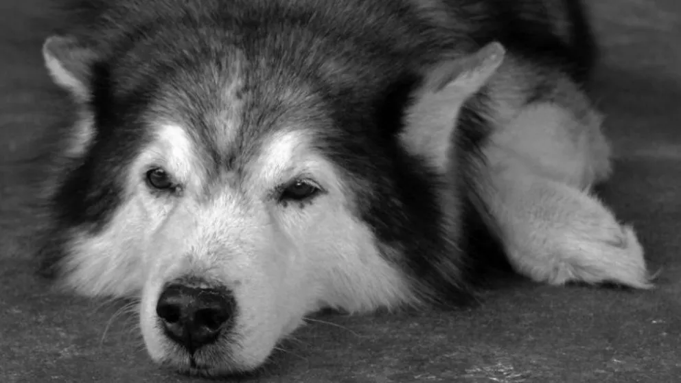 Violó a su siberiano disfrazado de perro