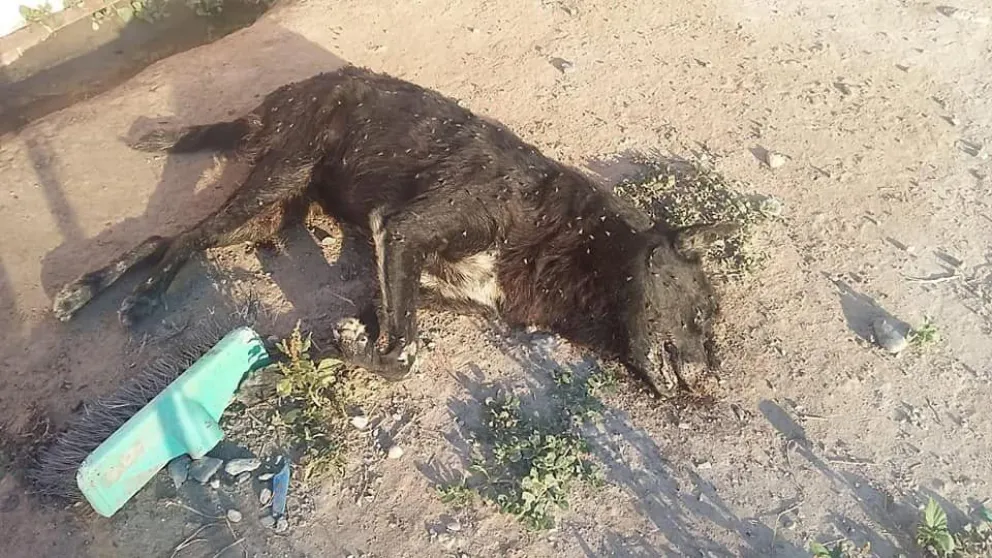 Un infierno: masacre de perros en Santiago del Estero