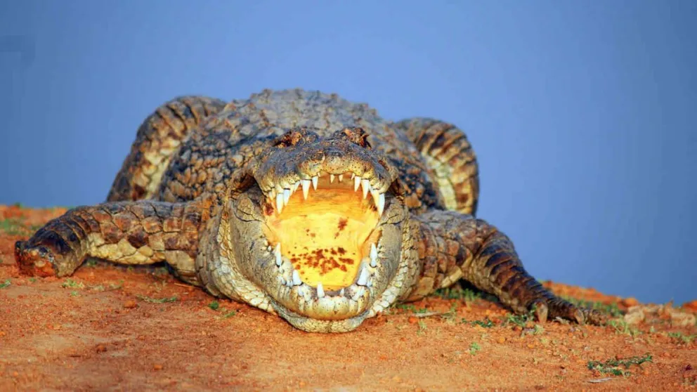 FOTO: Los extraños cocodrilos naranjas que aparecieron en Estados Unidos