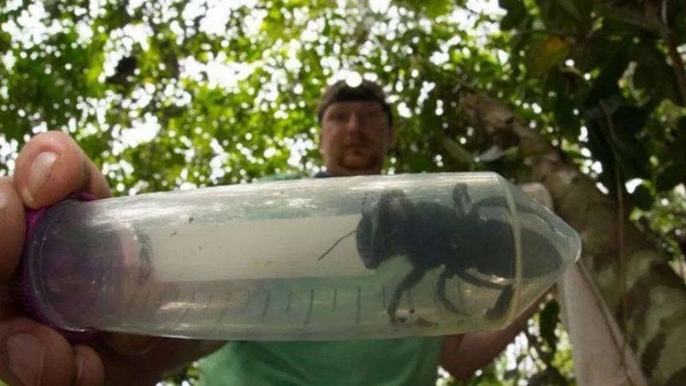Hallan la abeja más grande del mundo, a la que creían extinguida