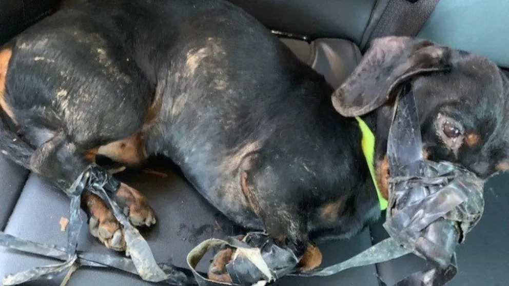 VIDEOS. Insensible: le tapó el hocico y las patas de su perro con cinta y lo tiró a la basura
