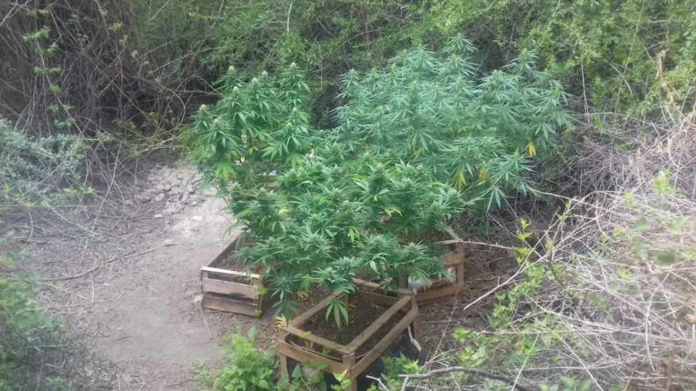 Econtraron plantas de marihuana sobre la ruta