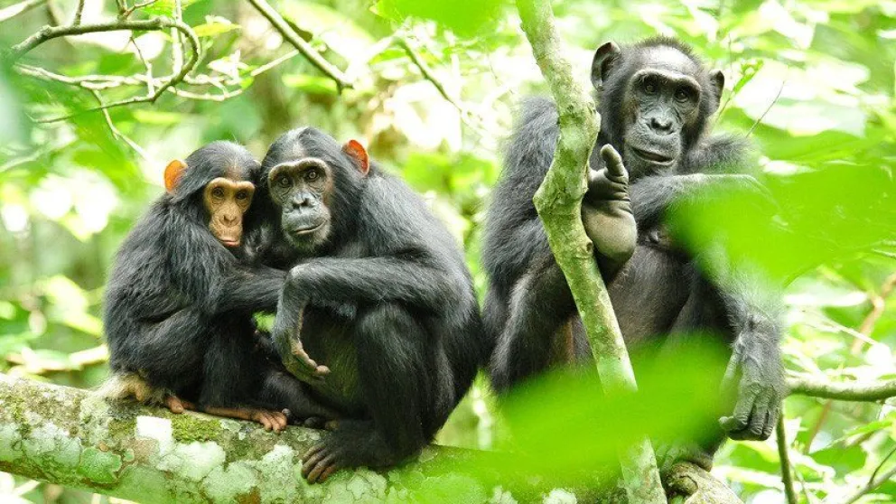 Científicos descubren una 'civilización' desarrollada de chimpancés