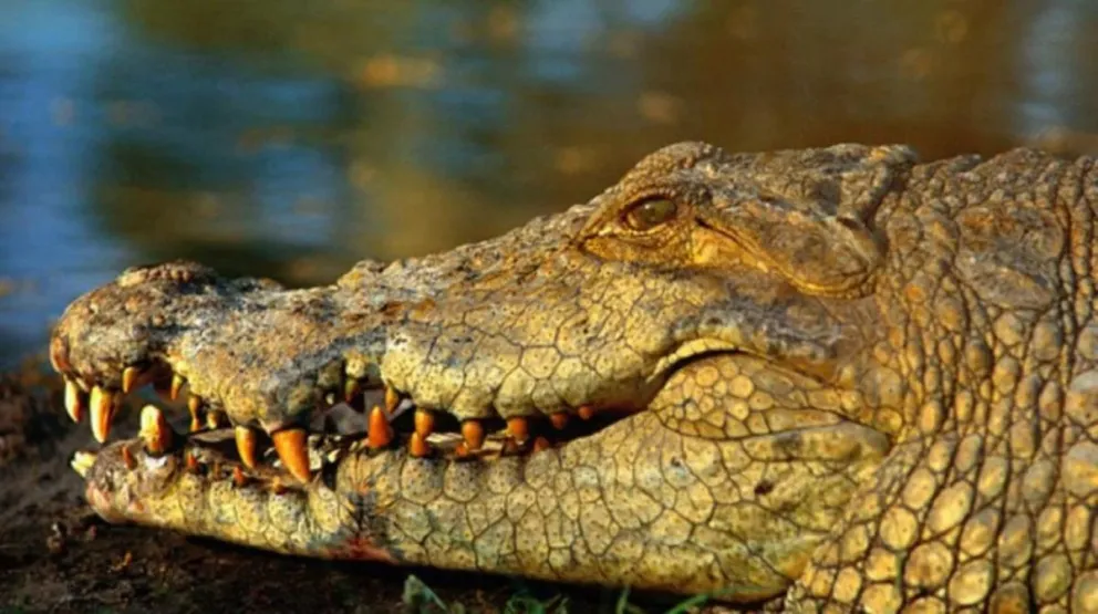 Hallan un caimán gigante de más de 300 kilógramos en EE.UU.