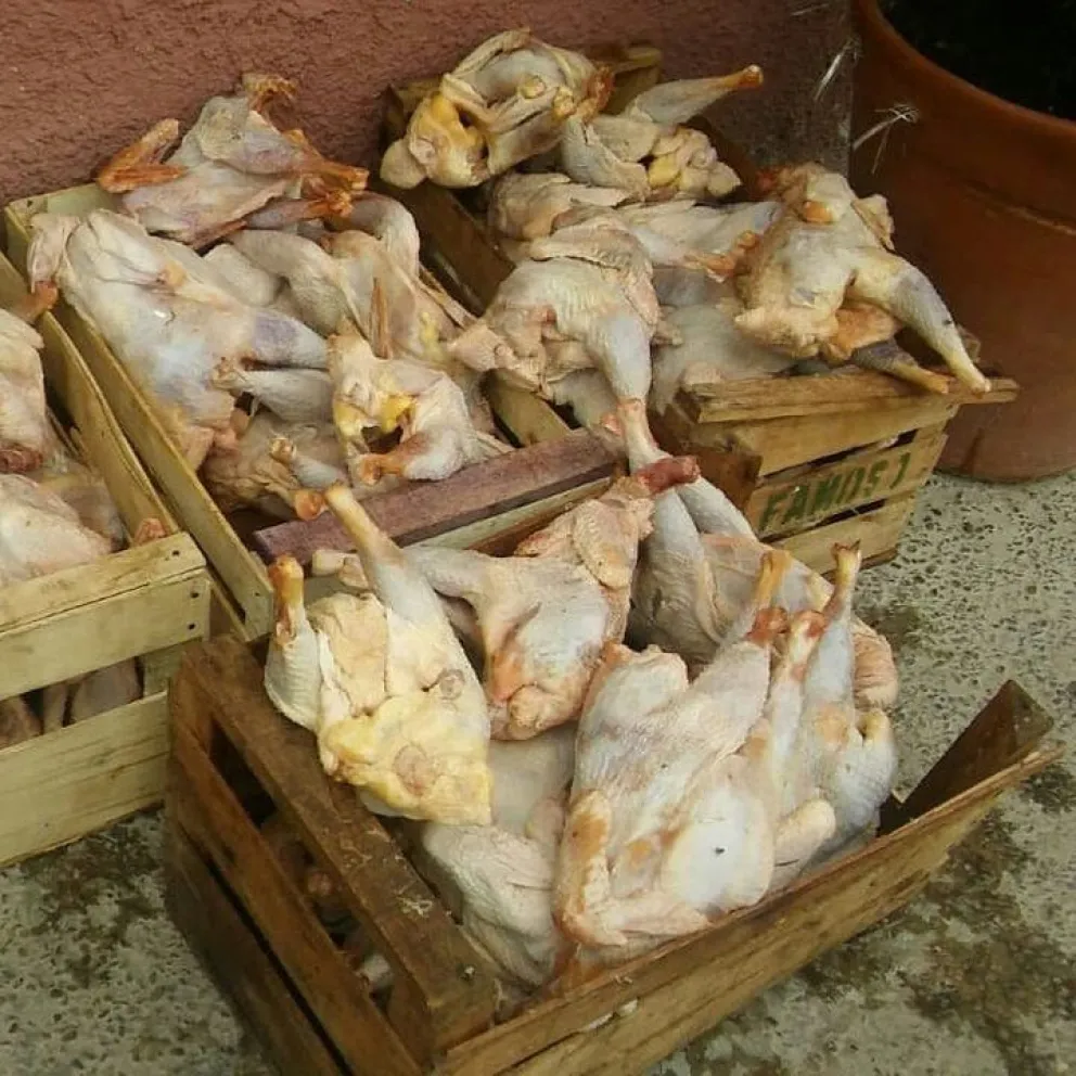 Atención: pollos no aptos para consumo humano. ¿Dónde?