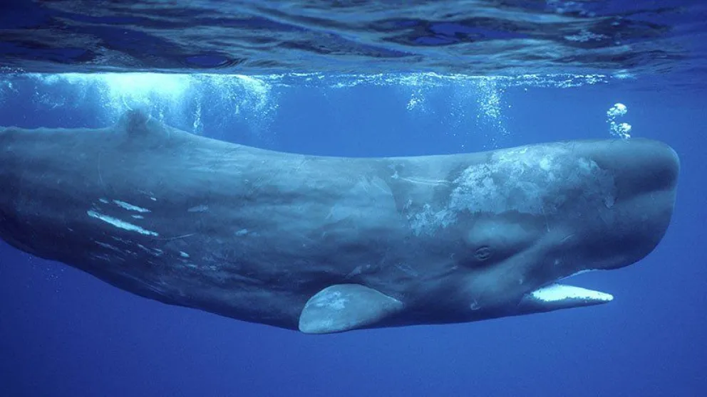 Vómito de ballena por 500.000 dólares: Extraño hallazgo ofrece a un tailandés un boleto para un retiro dorado
