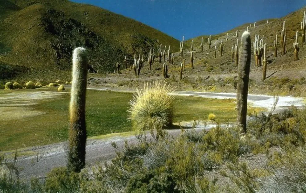 Postales de mi Salta querida: Parque Nacional Los Cardones