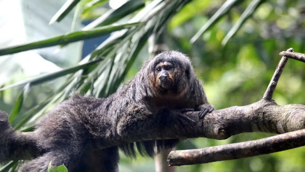 FOTOS: Un mono causa impresión con sus músculos de culturista