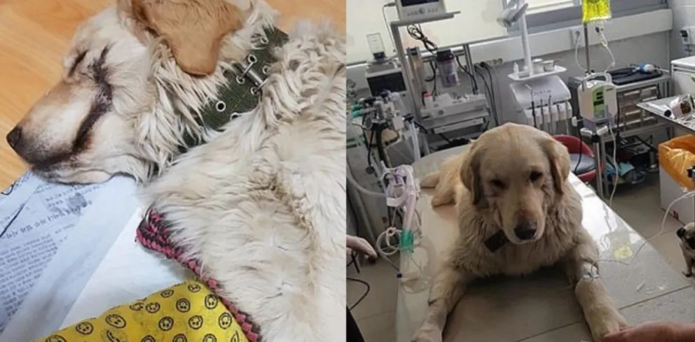 Crueldad absoluta: dueño de perrito le cortó los labios como 'El Guasón”, el villano de Batman
